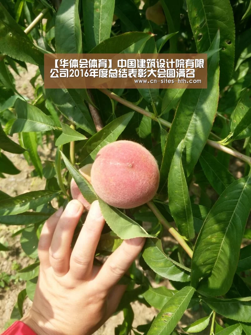华体会体育